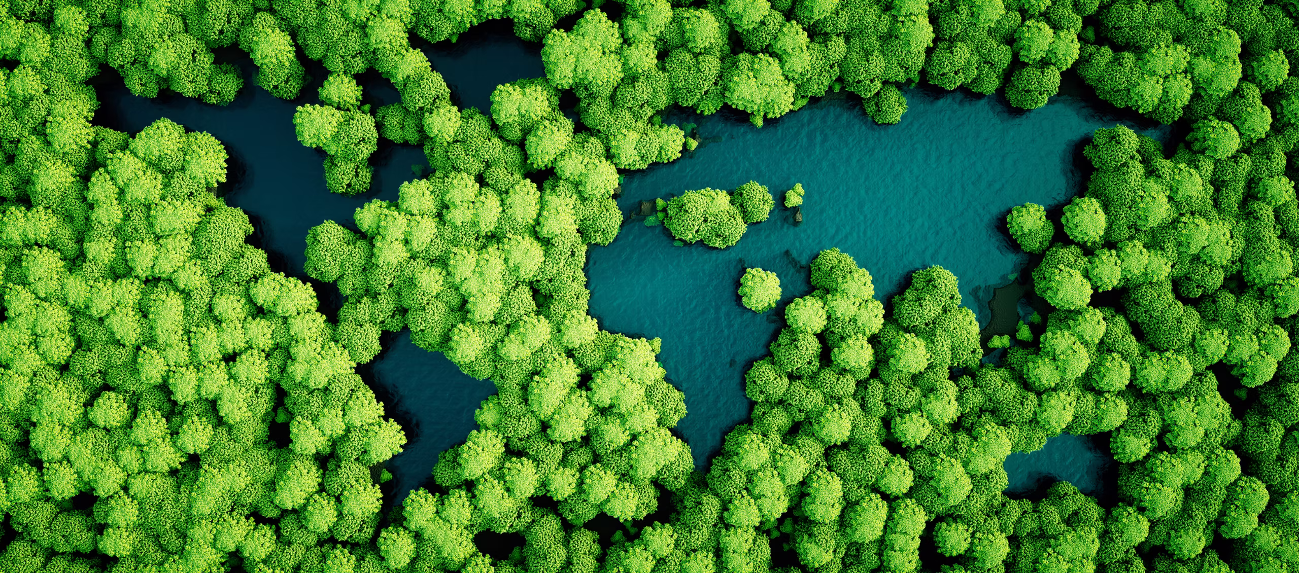 Aerial forest canopy